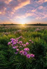 field of purple wild flowers at sunset in minnesota