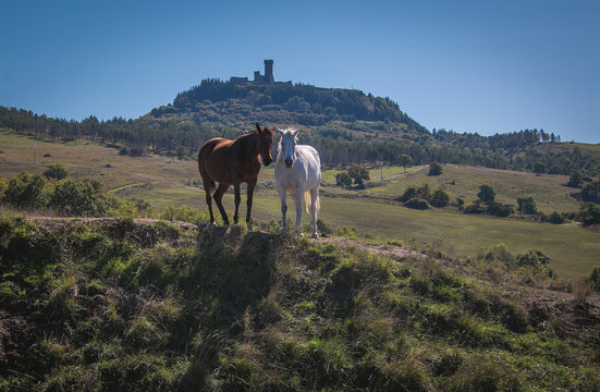 Coppia di cavalli selvaggi in Val d'Orcia vicino Radicofani