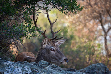 Deer are the ruminant mammals forming the family Cervidae. Monfrague National Park. Spain.