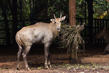 closeup view of deer in zoo malacca, malaysia