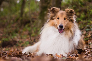 Gold rough collie lying at autumn forest, calm and relaxed - obrazy, fototapety, plakaty