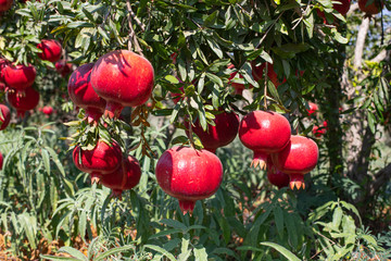 Ripe pomegranate fruits on the branches of trees in the garden