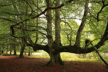 Bosque de hayas bajo la niebla