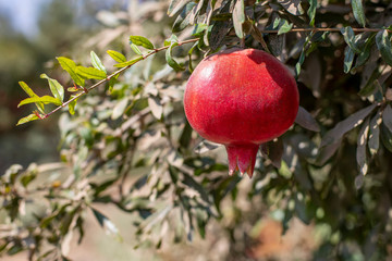 Ripe pomegranate fruit on a branche of tree in the garden.