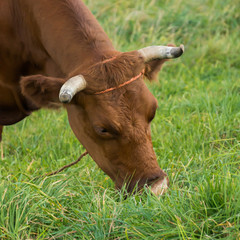 krowa  brązowa jedząca trawę