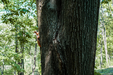 Squirrel on a tree in the spring forest