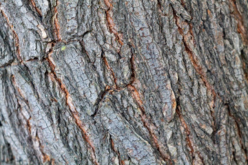 Texture, tree bark dark