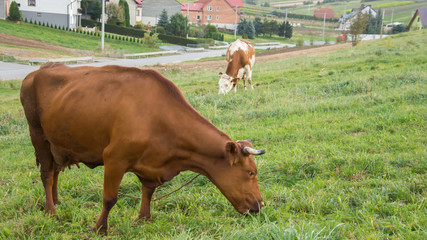 krowy wypasane na wiejskiej łące © Mariusz Sowula