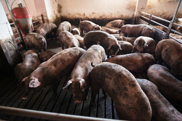 Group of pigs domestic animals at pig farm. Food production.