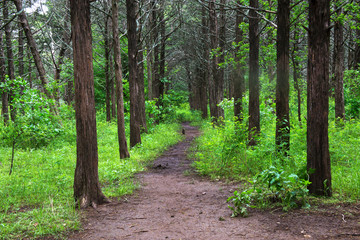 Pathway Through the Understory of Tall Trees
