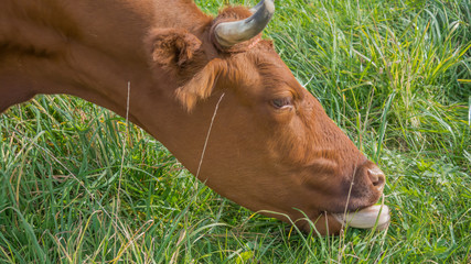 krowa brązowa jedząca trawę  © Mariusz Sowula