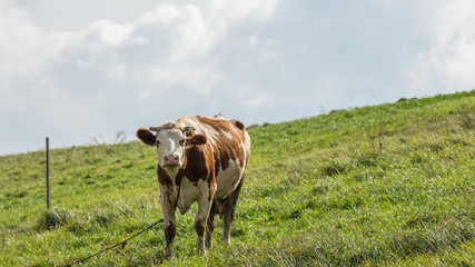 krowa łaciata pasąca się na łące © Mariusz Sowula
