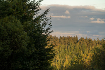 Warm stormy skies over forests