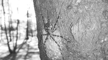 Fototapeta premium bark of a tree