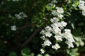 Beautiful white little flowers in garden