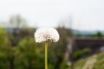 dandelion on a blurred background