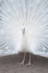 Great White Peacock