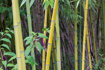 stem of green bamboo in garden