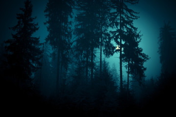Full moon through the spruce trees in magic mystery night forest. Halloween backdrop.