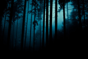 Moonlight through the fog among spruce trees in magic mystery night forest. Halloween backdrop.