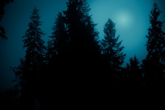 Moonlight through the fog among spruce trees in magic mystery night forest. Halloween backdrop. © stone36