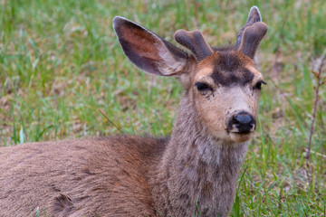 Springtime Buck Mule Deer