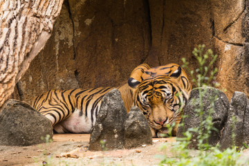 tiger in the zoo malacca, malaysia