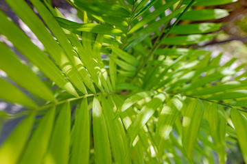 Obraz premium Beautiful palm leaves of tree in sunlight