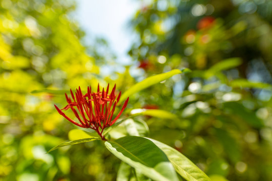 Tropical flower buds, exotic ixoria coccinea flower