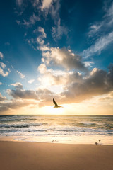 sunset on the beach with a bird flying by
