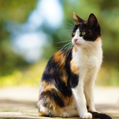 Tricolor kitty lies on the stone floor in autumn garden, domestic animals relax outdoor, maneki neko cat