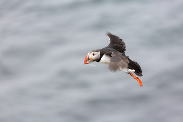 Puffins on Grimsey island on Iceland