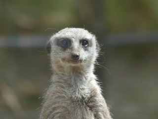 meerkat on guard