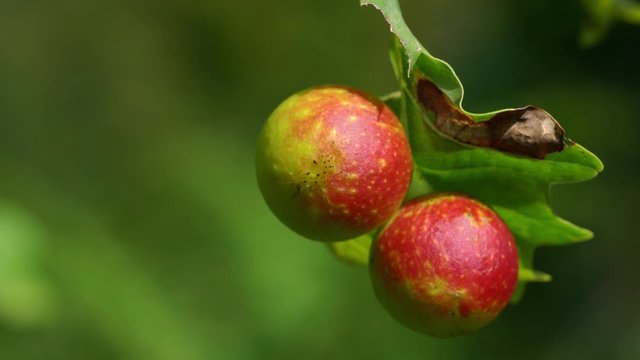 Gall on an Oak tree caused by a wasp larva Cherry gall (Diplolepis quercusfolii) - (4K)