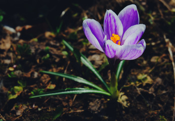 Purple Crocus flower. View of single blooming spring flower