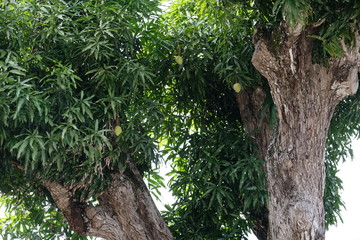 Mango tree - 294033889