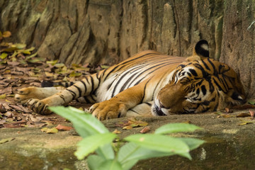 Fototapeta na wymiar tiger in the zoo malacca, malaysia