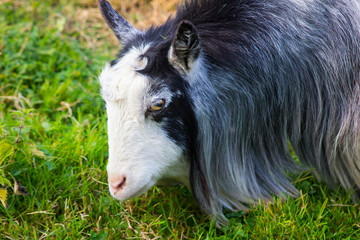 Fototapeta premium One of the Brambridge Garden Centre Pygmy Goats