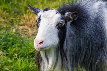 One of the Brambridge Garden Centre Pygmy Goats