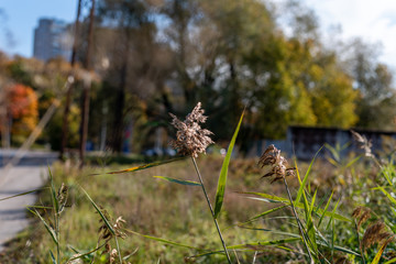a picture of a grass