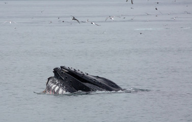 Fototapeta premium Humpback whale on Iceland in the fjord