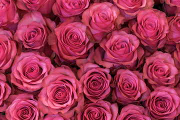 Naklejka premium Background of pink and peach roses. Fresh pink roses. A huge bouquet of flowers. The best gift for women