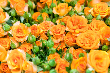 Obraz na płótnie Canvas Fresh orange roses. background. Natural background of fresh roses. Soft focus