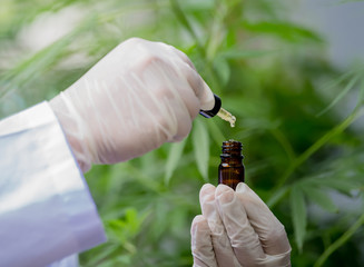 Researchers are studying the extraction of hemp oil for medical use.