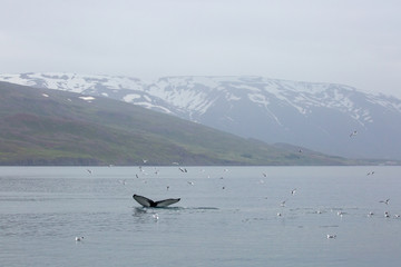 Humpback whale on Iceland in the fjord