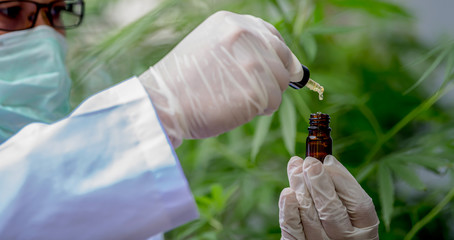 Researchers are studying the extraction of hemp oil for medical use.