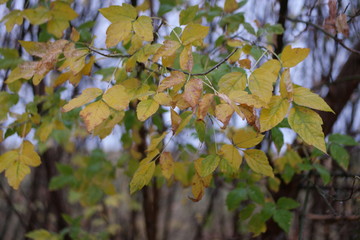 Fototapeta premium autumn leaves with raindrops in the rain in the wind