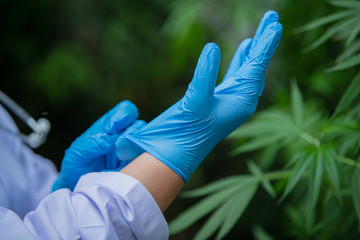 Researchers wearing medical gloves to extract hemp oil for medical use