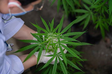 Researchers are investigating the growth of cannabis plants for medical extraction.