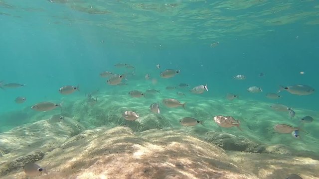 Underwater footage of a group of Sarpa salpa fish known commonly as the dreamfish ,and Saddle Seabream (Oblada melanura) near the rocks in clean, clear water